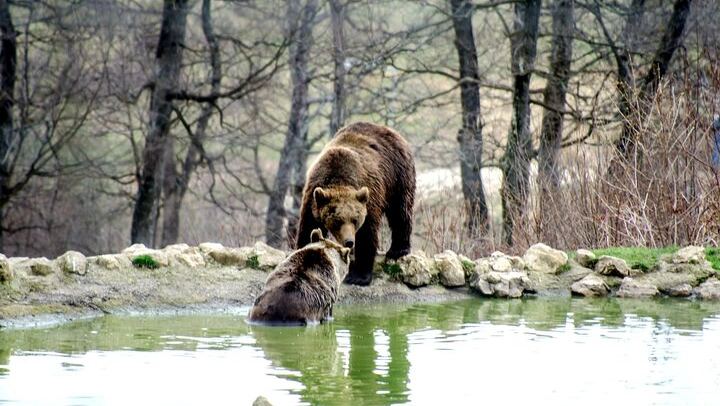 Two Stops, No Fortress: the LiBEARty Bear Sanctuary and Bran Castle