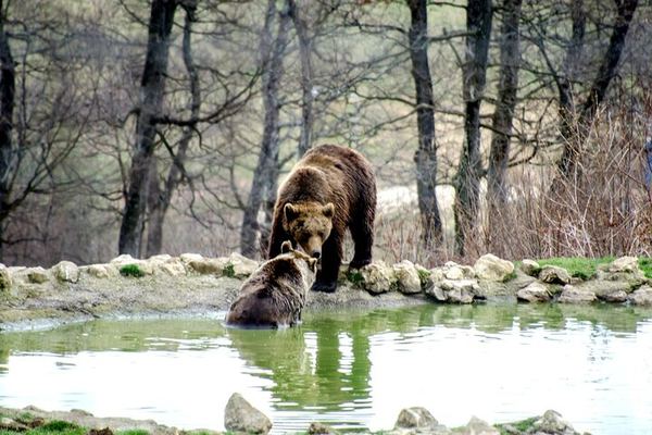 Two Stops, No Fortress: the LiBEARty Bear Sanctuary and Bran Castle