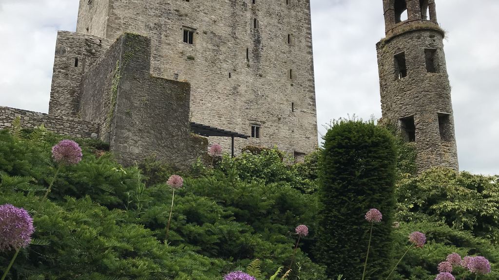The keep of Blarney Castle rising above the green slope of its gardens, with purple allium flowers in the foreground.