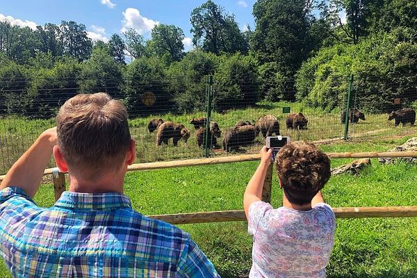 Brown Bears at Zărnești First, and a Drop-Off Wherever You Like