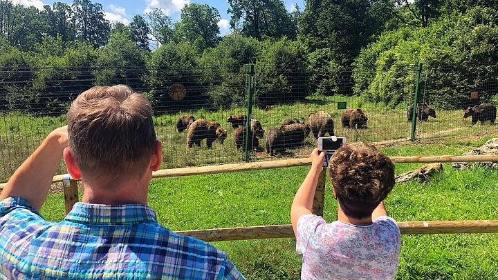 Brown Bears at Zărnești First, and a Drop-Off Wherever You Like