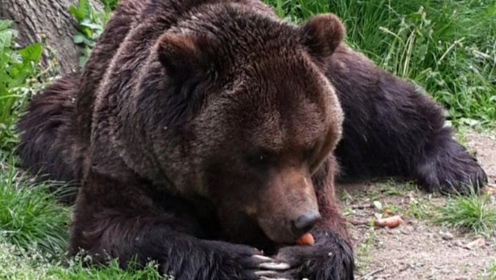 Sixty-Nine Hectares of Forest for About a Hundred Rescued Bears