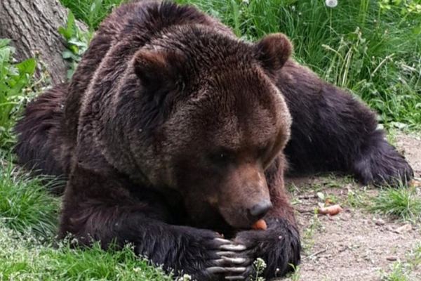 Sixty-Nine Hectares of Forest for About a Hundred Rescued Bears